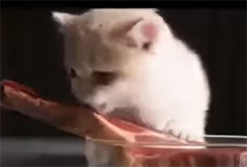 Cute kitten eating steak