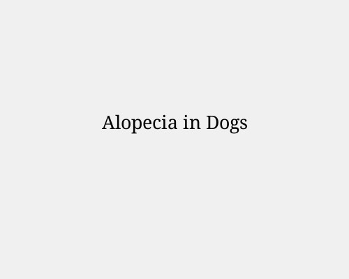 Alopecia in Dogs