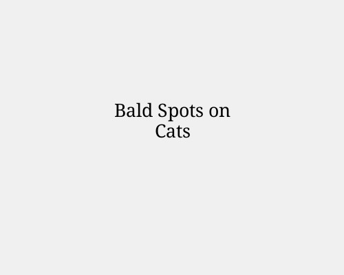 Bald Spots on Cats