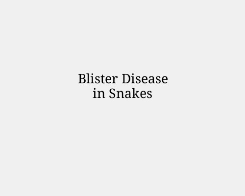 Blister Disease in Snakes