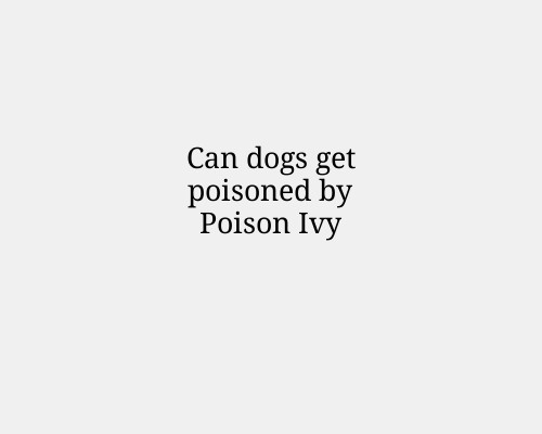 Can dogs get poisoned by Poison Ivy