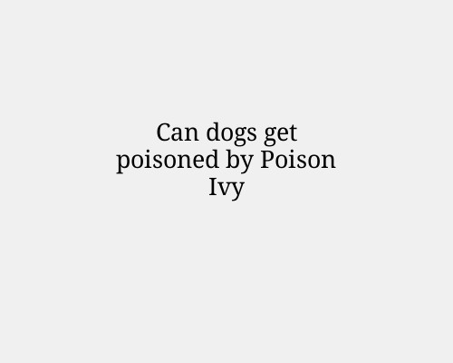 Can dogs get poisoned by Poison Ivy