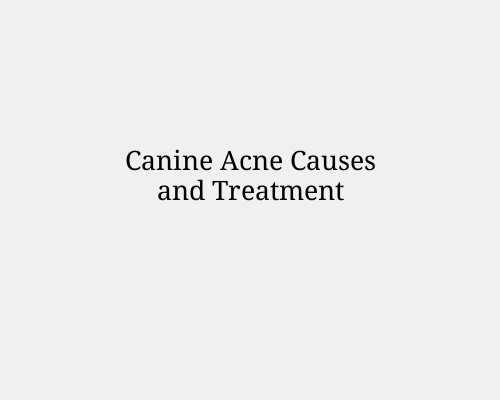 Canine Acne Causes and Treatment