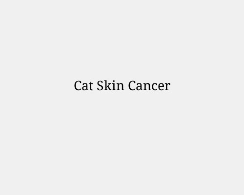 Cat Skin Cancer