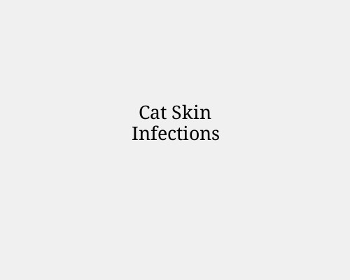 Cat Skin Infections