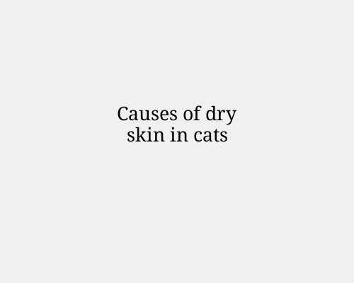 Causes of dry skin in cats