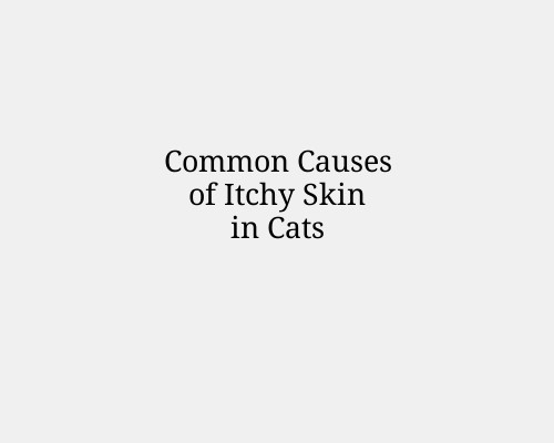 Common Causes of Itchy Skin in Cats