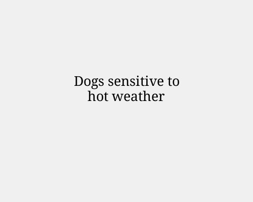 Dogs sensitive to hot weather