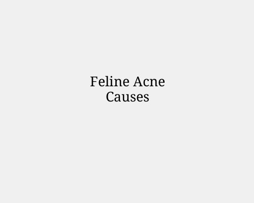 Feline Acne Causes