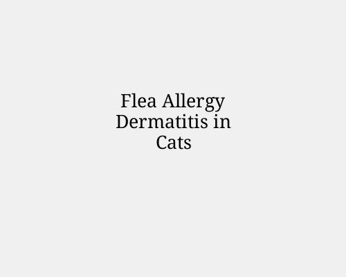 Flea Allergy Dermatitis in Cats