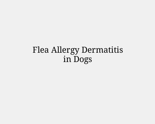 Flea Allergy Dermatitis in Dogs