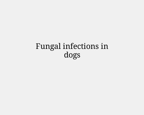 Fungal infections in dogs