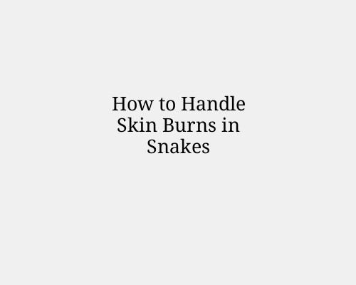 How to Handle Skin Burns in Snakes