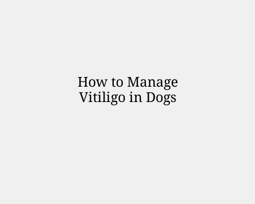 How to Manage Vitiligo in Dogs