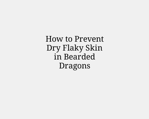 How to Prevent Dry Flaky Skin in Bearded Dragons