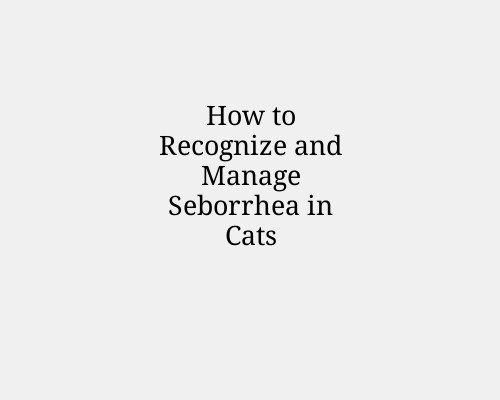 How to Recognize and Manage Seborrhea in Cats