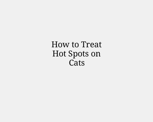 How to Treat Hot Spots on Cats