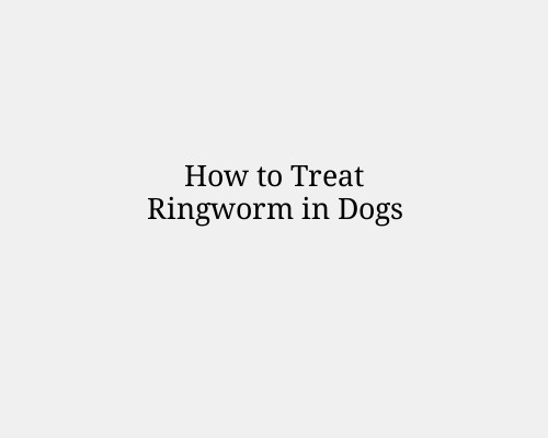 How to Treat Ringworm in Dogs