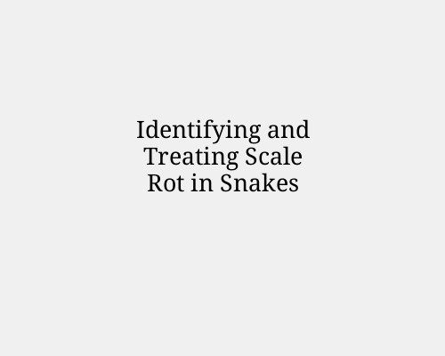 Identifying and Treating Scale Rot in Snakes