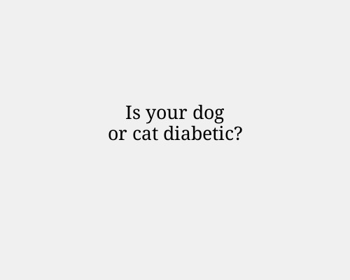 Is your dog or cat diabetic?