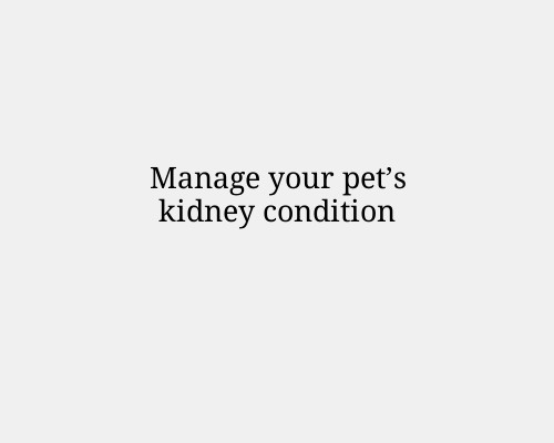 Manage your pet’s kidney condition