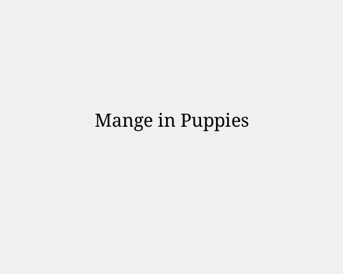 Mange in Puppies