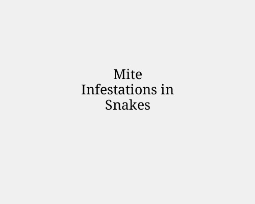 Mite Infestations in Snakes