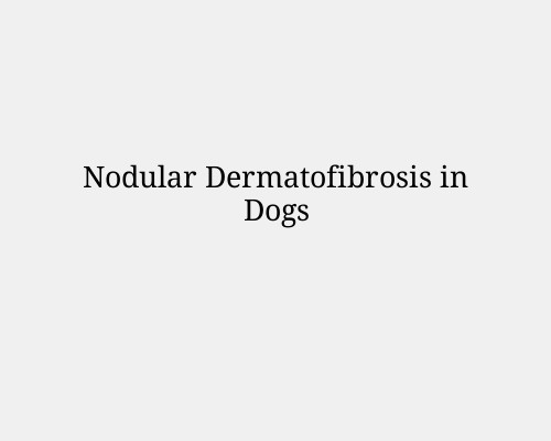 Nodular Dermatofibrosis in Dogs