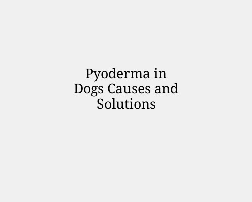 Pyoderma in Dogs Causes and Solutions