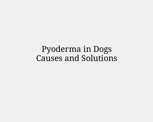 Pyoderma in Dogs Causes and Solutions