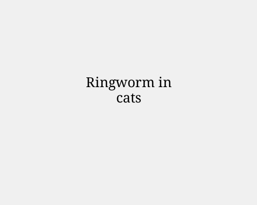 Ringworm in cats