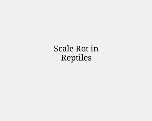 Scale Rot in Reptiles