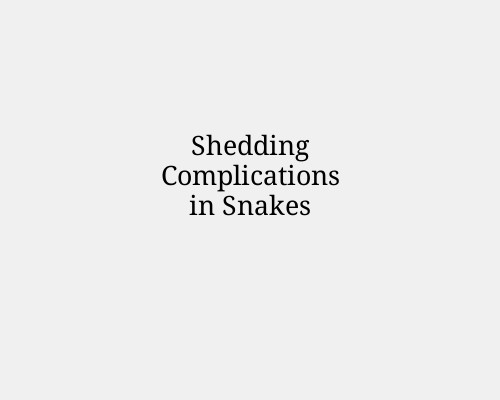 Shedding Complications in Snakes