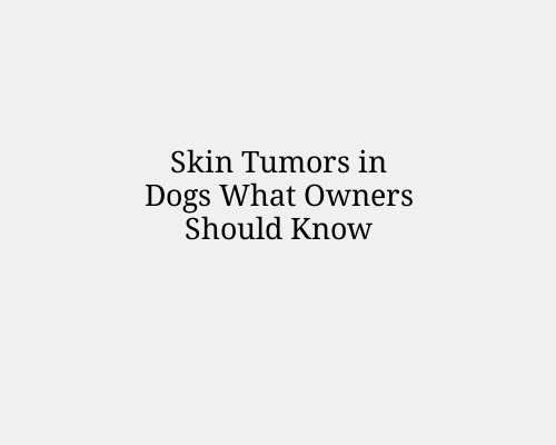 Skin Tumors in Dogs What Owners Should Know