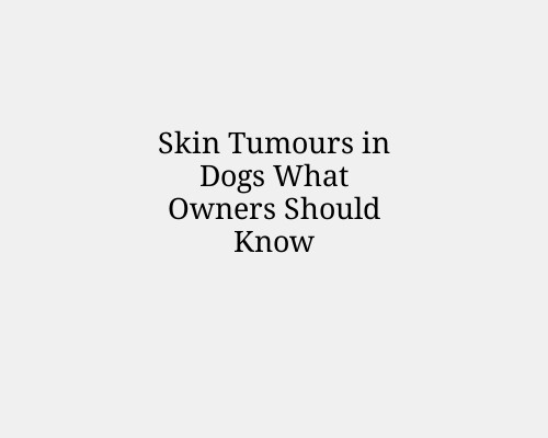 Skin Tumours in Dogs What Owners Should Know