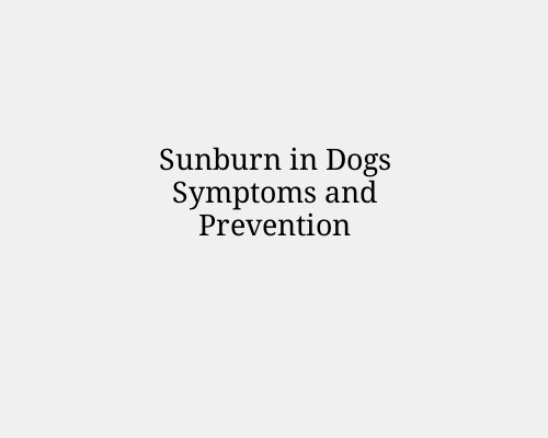 Sunburn in Dogs Symptoms and Prevention