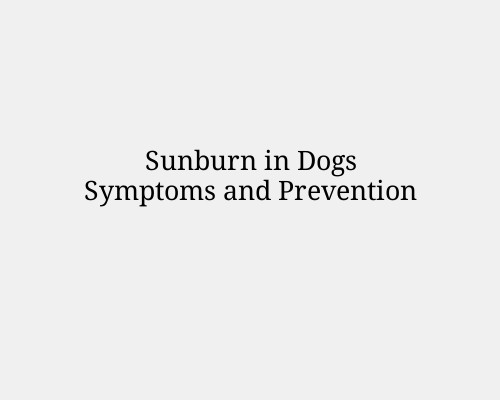 Sunburn in Dogs Symptoms and Prevention