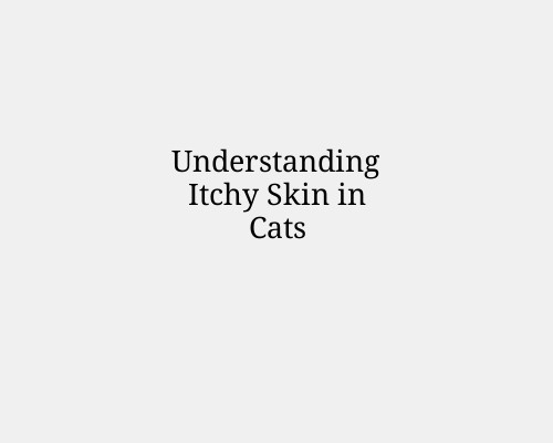 Understanding Itchy Skin in Cats