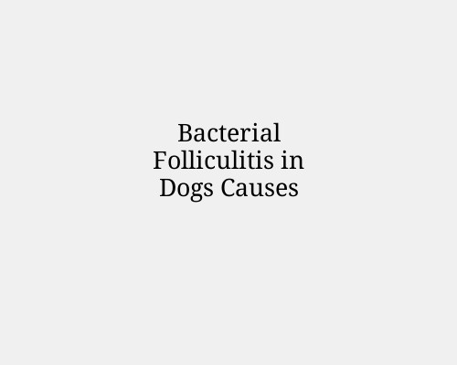 Bacterial Folliculitis in Dogs Causes