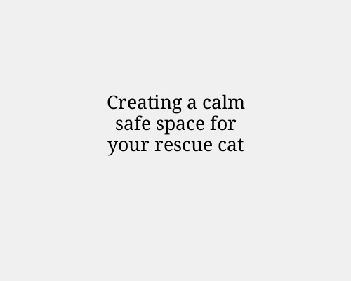 Creating a calm safe space for your rescue cat