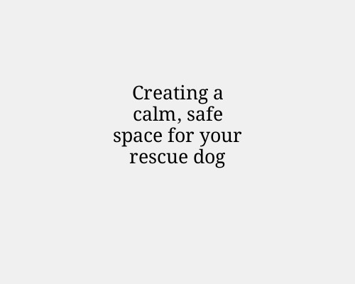 Creating a calm, safe space for your rescue dog