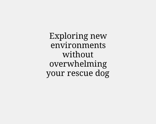 Exploring new environments without overwhelming your rescue dog