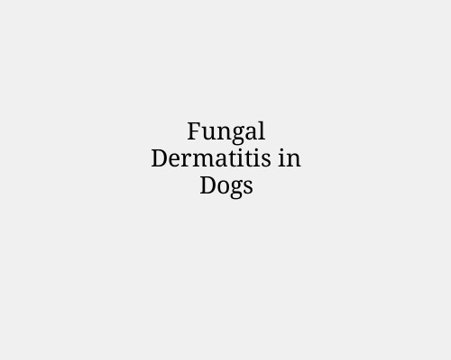 Fungal Dermatitis in Dogs