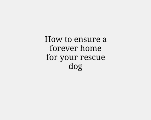 How to ensure a forever home for your rescue dog