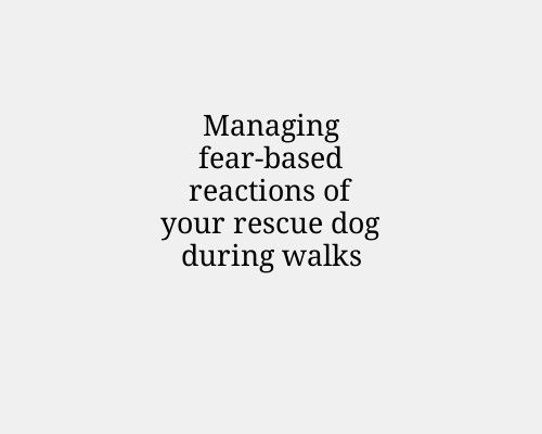 Managing fear-based reactions of your rescue dog during walks