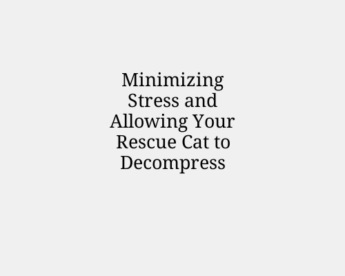 Minimizing Stress and Allowing Your Rescue Cat to Decompress