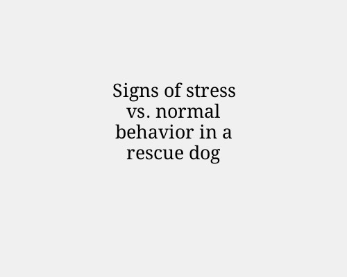 Signs of stress vs. normal behavior in a rescue dog