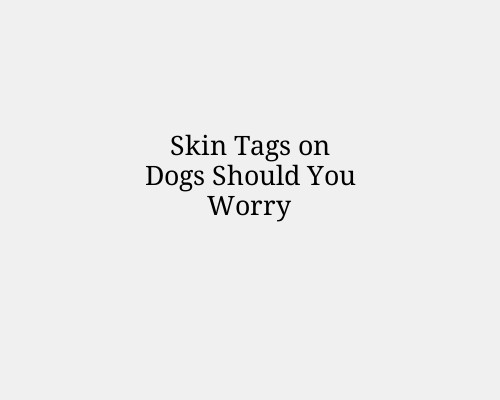 Skin Tags on Dogs Should You Worry
