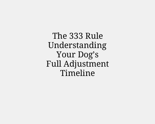 The 333 Rule Understanding Your Dog’s Full Adjustment Timeline