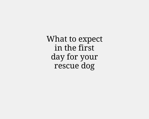 What to expect in the first day for your rescue dog